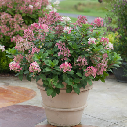 Mature Little Quick Fire Hydrangea plant adorned with cone-shaped flowers in a garden setting.