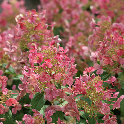 Compact Little Quick Fire Hydrangea shrub showcasing its unique early-blooming white flowers.