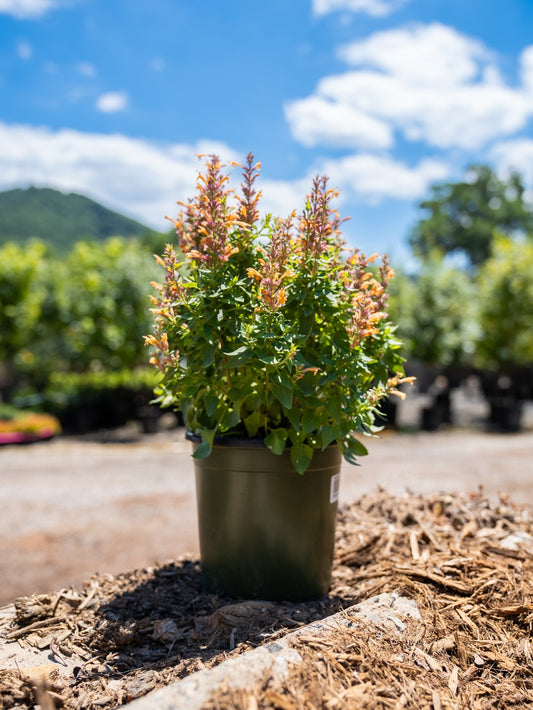 Agastache 1 Gallon