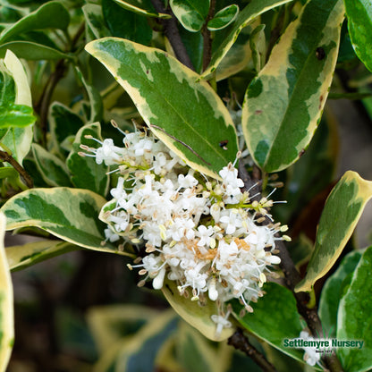 Jack Frost Ligustrum