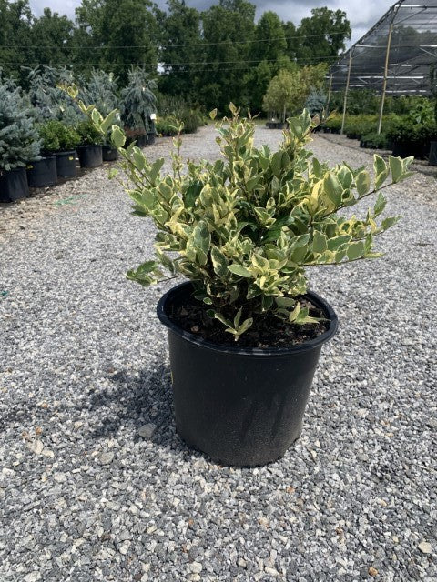 Jack Frost Ligustrum