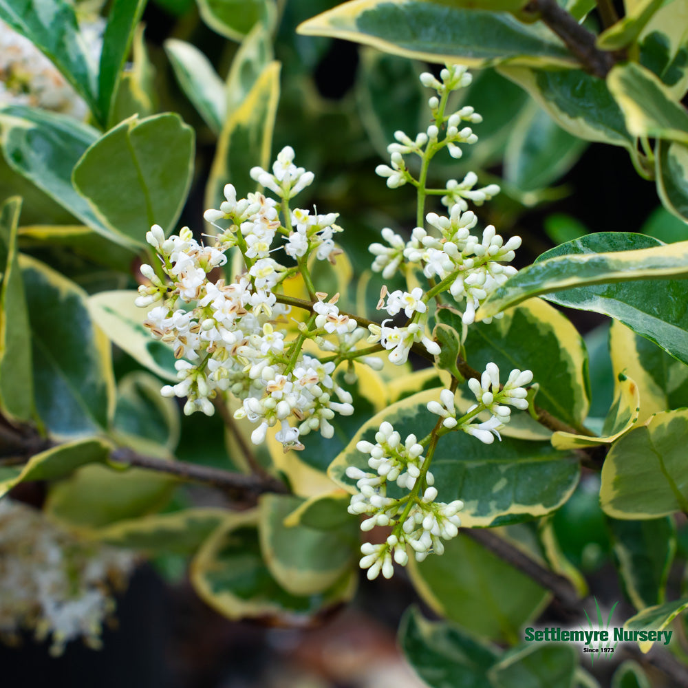 Jack Frost Ligustrum