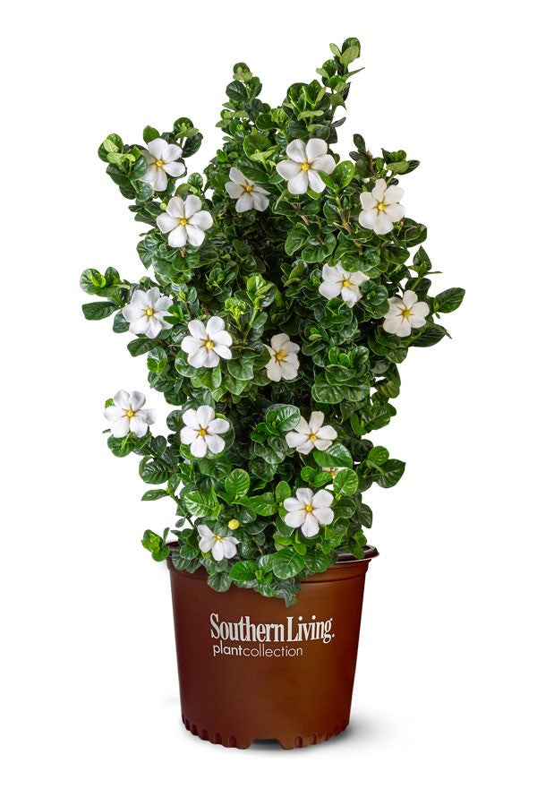Gardenia Diamond Spire 3 Gallon Settlemyre Nursery