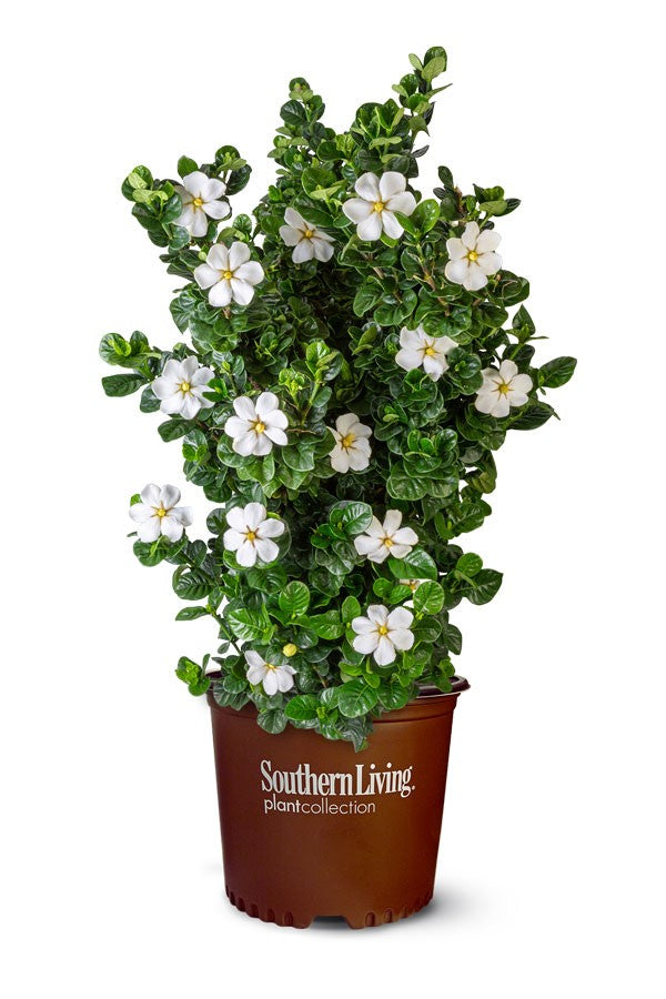 Gardenia Diamond Spire 3 Gallon