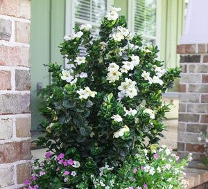 Gardenia Diamond Spire 3 Gallon