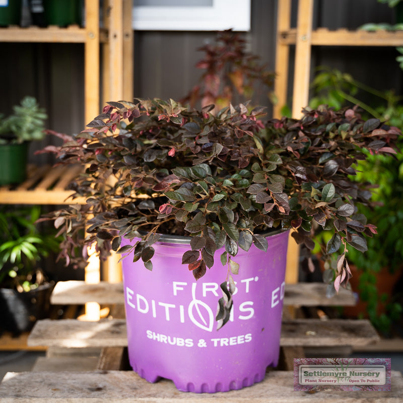 Loropetalum chinense 'Crimson Fire': A shrub with dark red leaves and vibrant pink, tassel-like flowers.