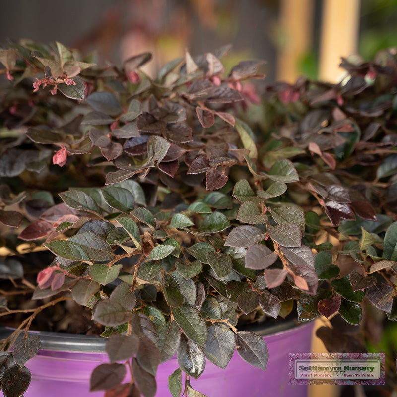 Mature Loropetalum 'Crimson Fire' showcasing its rich burgundy leaves and eye-catching blooms.