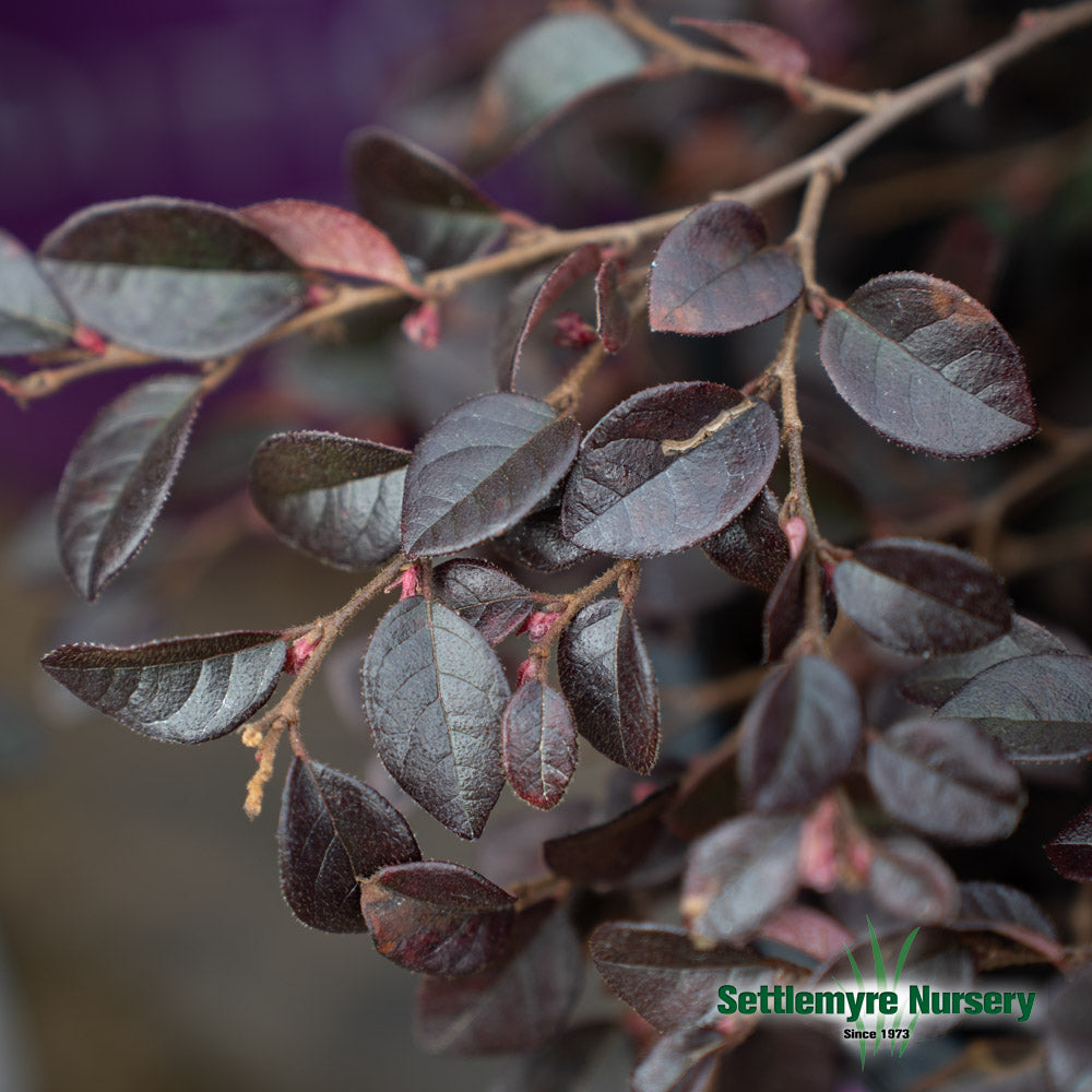 Close-up of the unique foliage and striking pink flowers of a Crimson Fire Loropetalum.