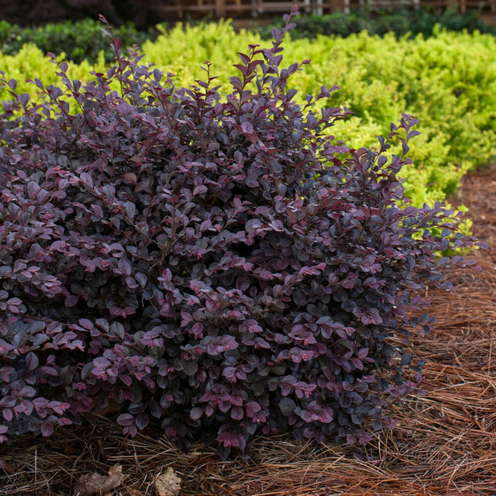 Crimson Fire Loropetalum shrub with its deep red foliage and vibrant pink fringed flowers.