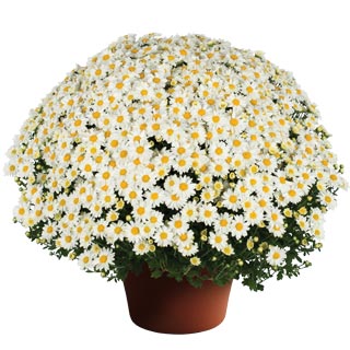 Mum Vanna White Daisy 12"