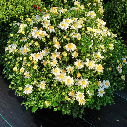 Mum Vanna White Daisy 12"