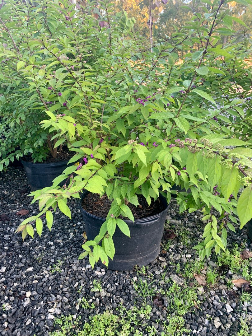 Callicarpa Beauty Berry