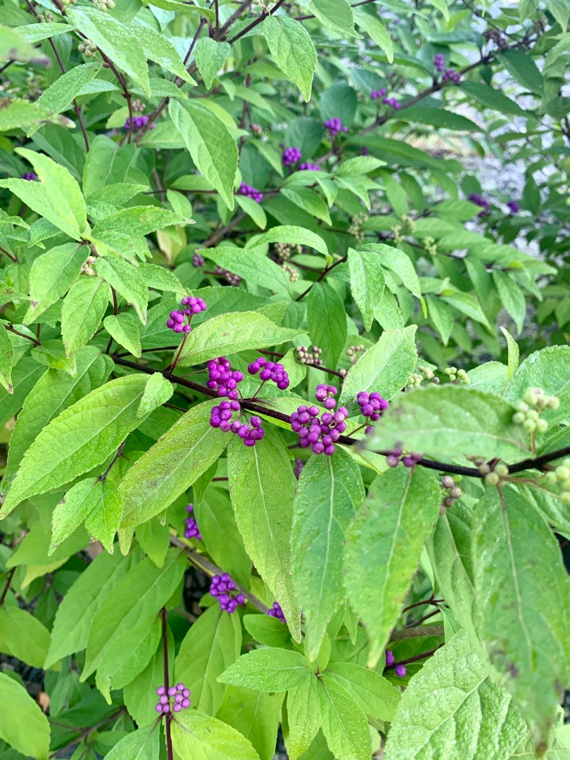 Callicarpa Beauty Berry