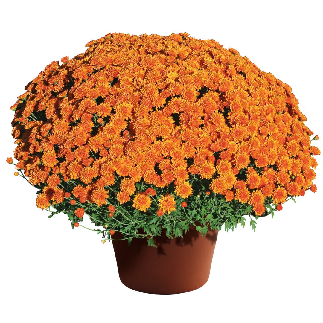 Mum Aubrey Orange 12"