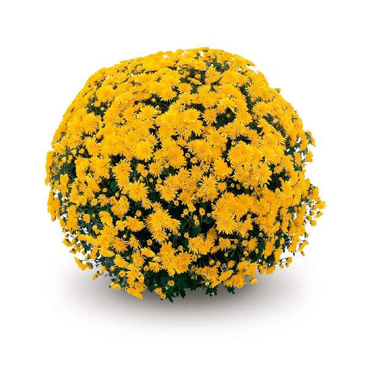 Multiple colors of Mums for Sale