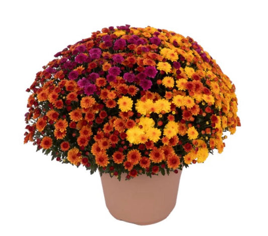 Mum Cheryl Pumpkin Patch Tri-Color Mix Gold Orange Purple 12"