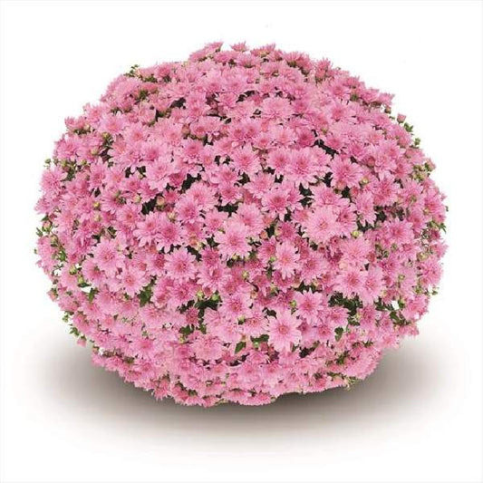 Mum Pink 8 inch