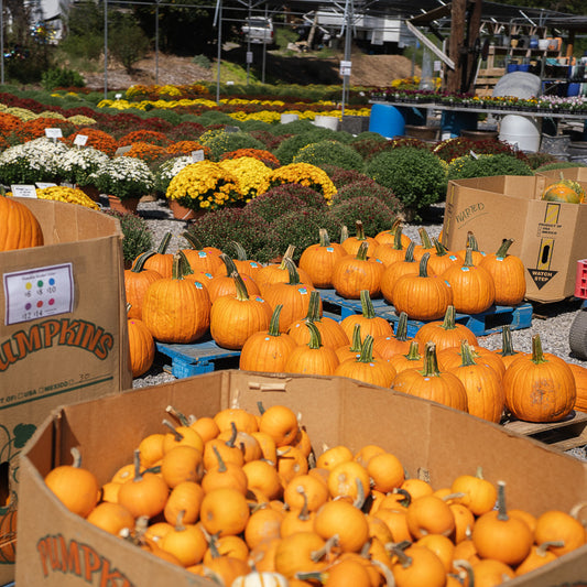 Pumpkins