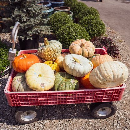 Pumpkins