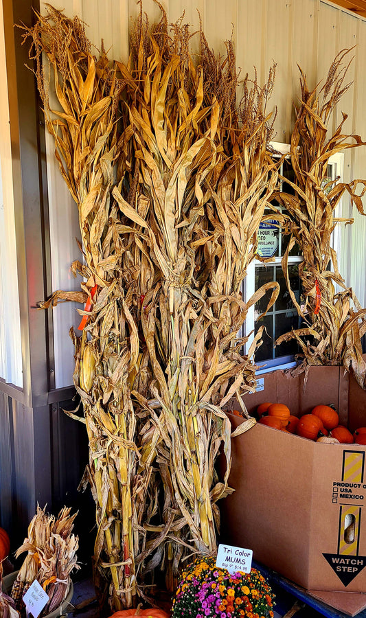 Corn Stalk Bundles