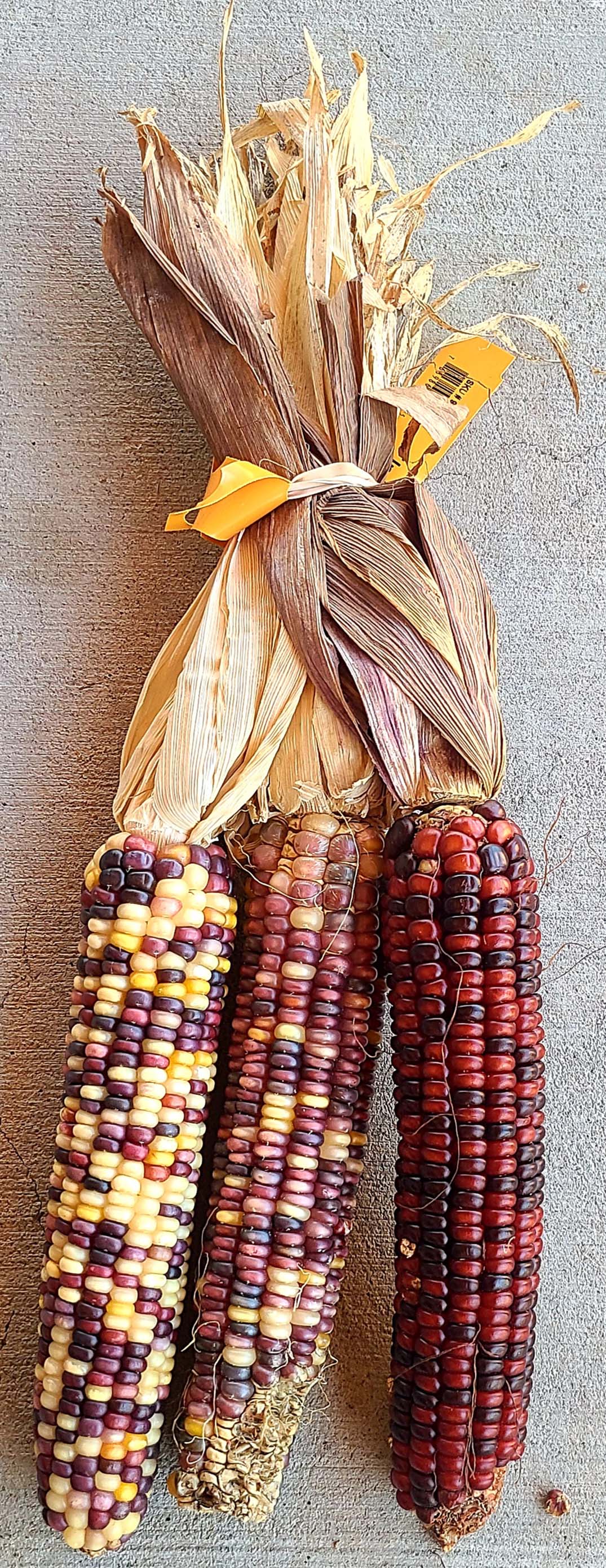 Indian Corn Bunch