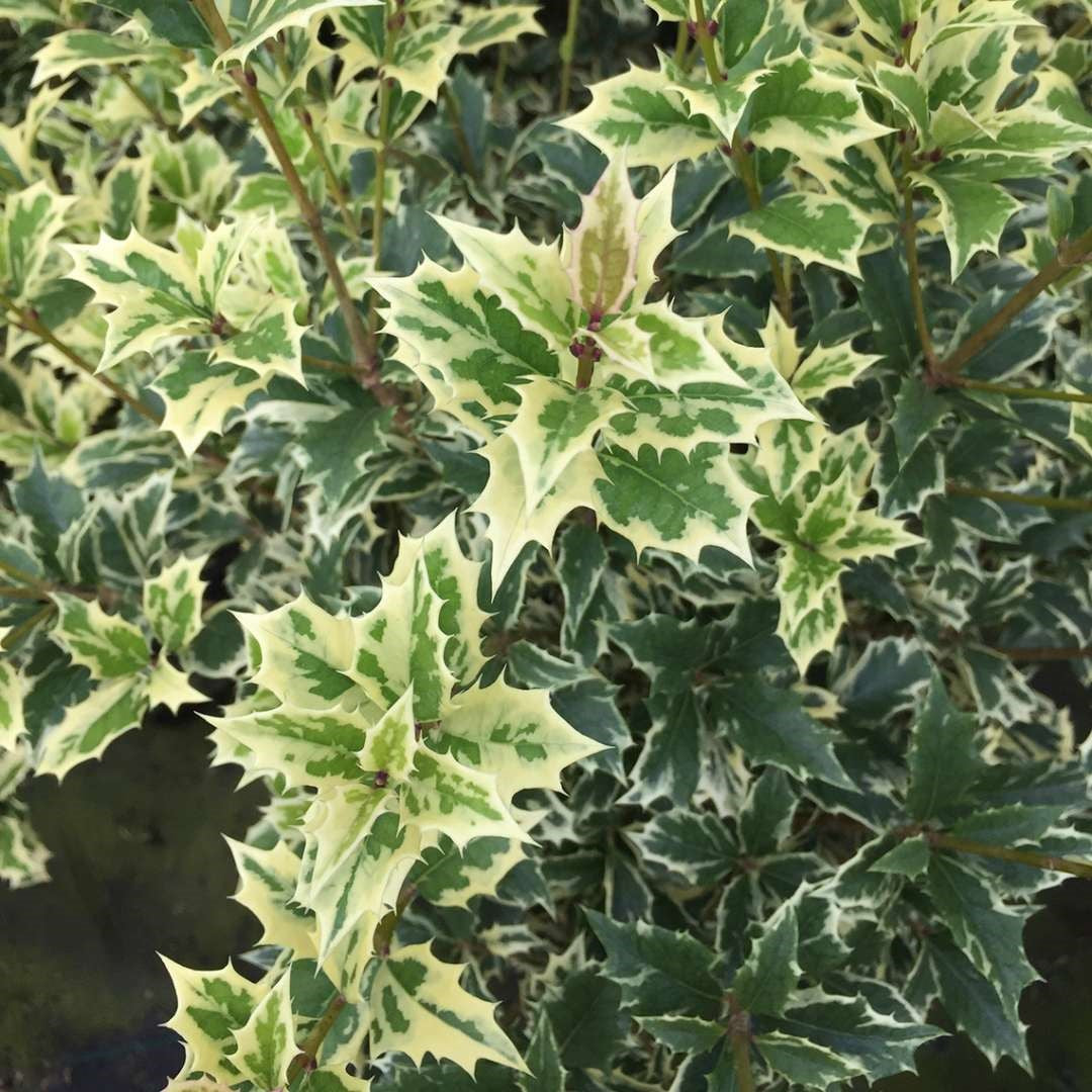 Variegated Osmanthus