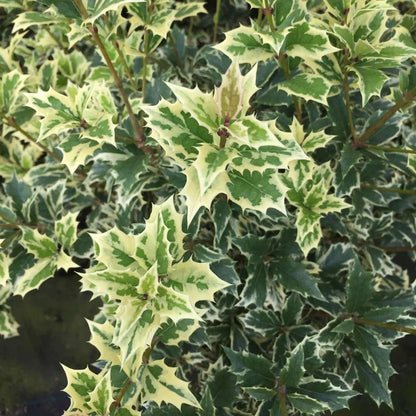 Variegated Osmanthus