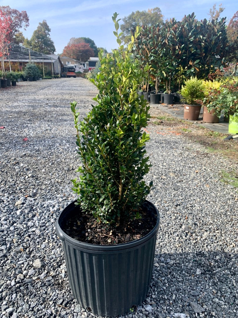 Boxwood Green Mountain 5 Gallon