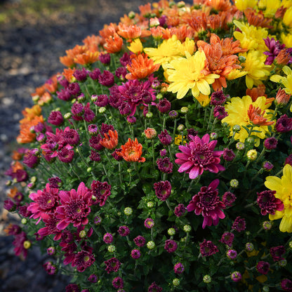 Arluno Tri-Color Mum Purple Orange Yellow