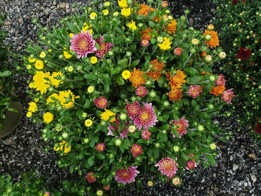 Amiko mum in early blooming phase with Violet, Orange, and Yellow blooms.