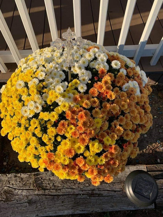 Candy Corn multi-color mum with yellow, orange, and white blooms