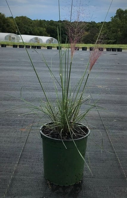 Pink Muhly Grass in landscape