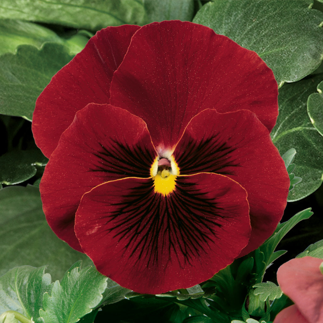 Pansy Delta Pure Red