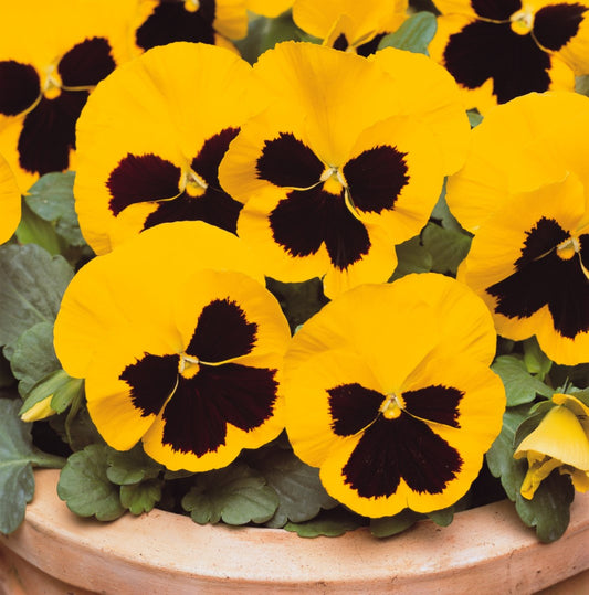 Pansy Majestic Yellow Blotch