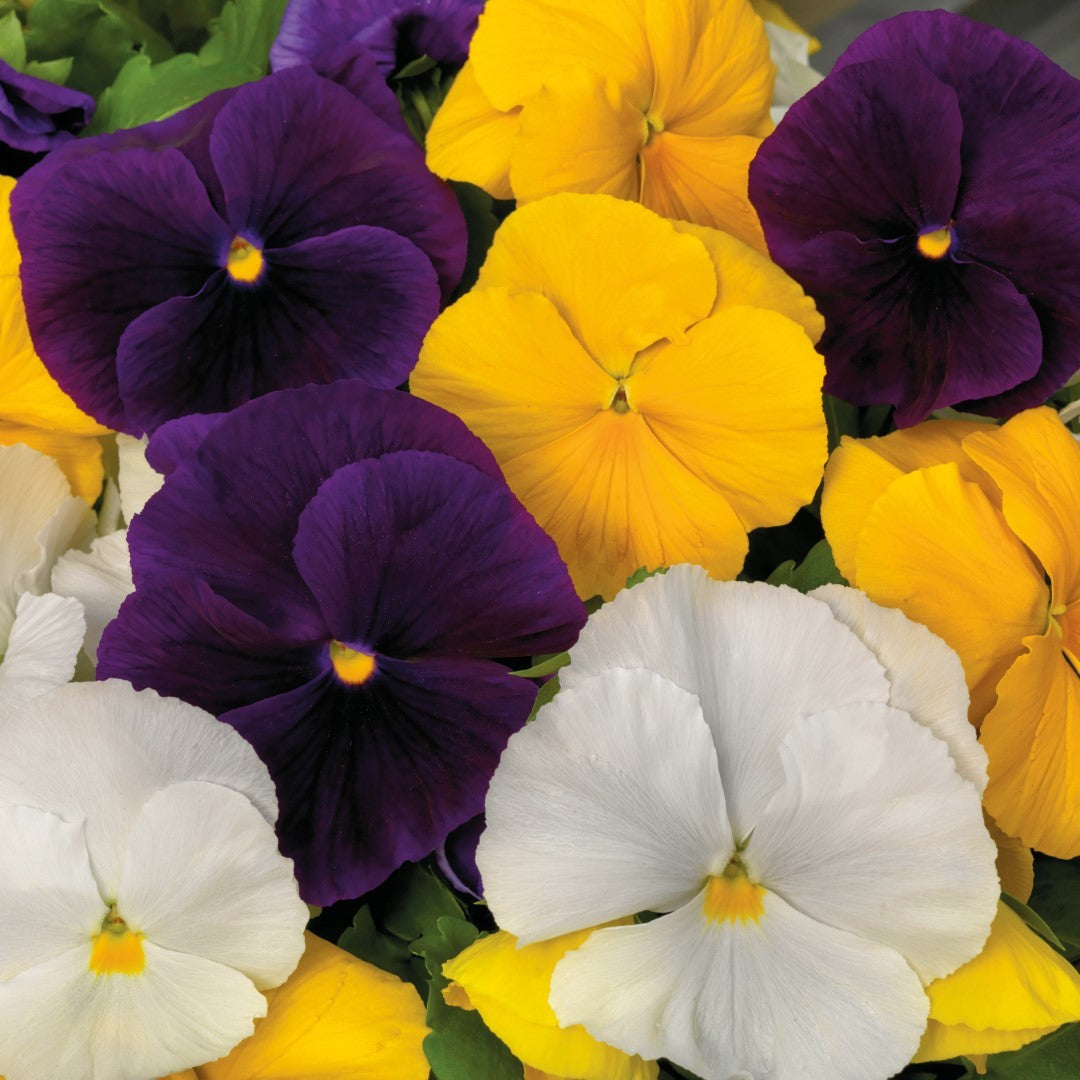 Pansy Majestic Clear White