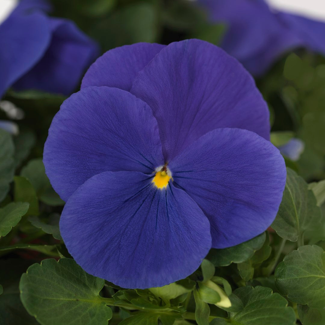 Pansy Delta True Blue