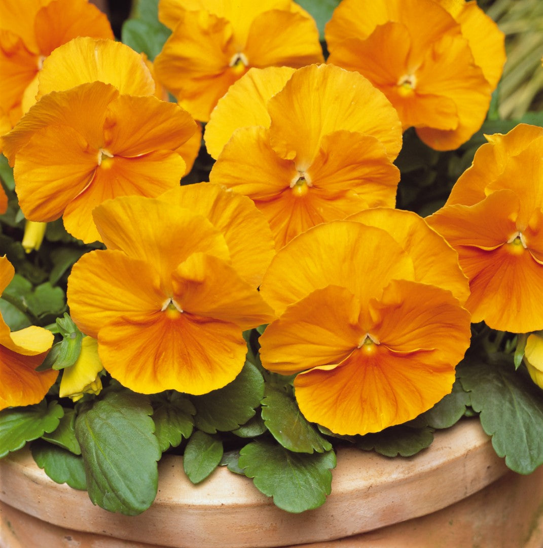 Pansy Matrix Orange