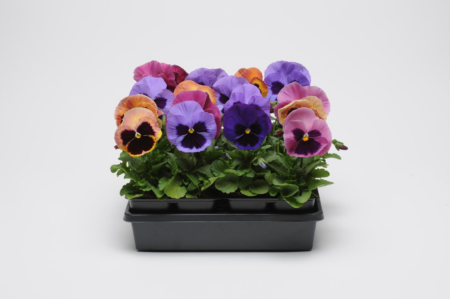 Pansy Matrix Coastal Sunrise Mix