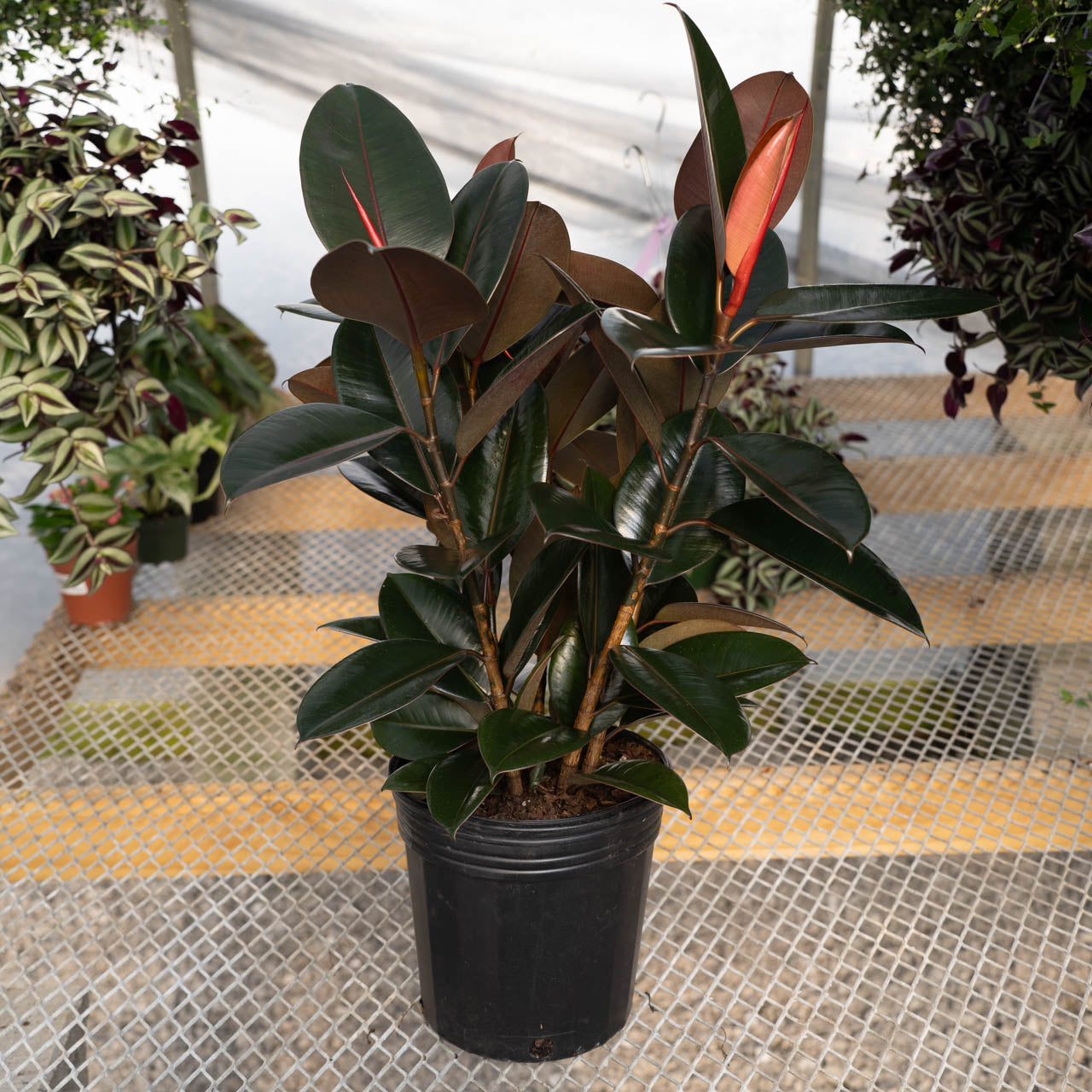 Ficus Burgundy Rubber Plant