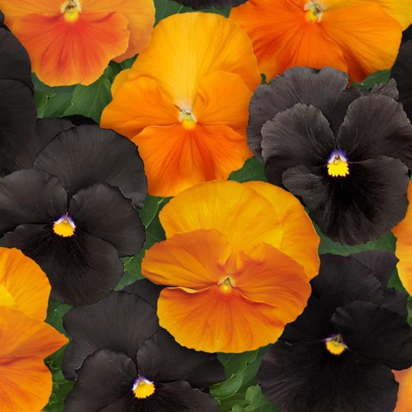 Pansy Halloween Mix