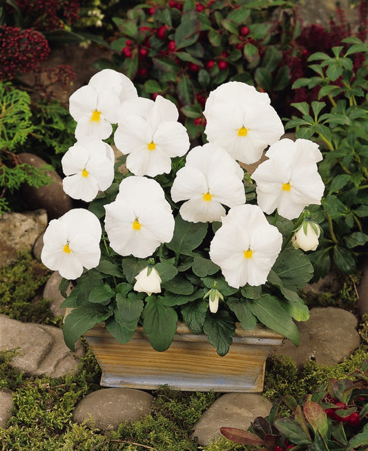 Pansy Matrix White