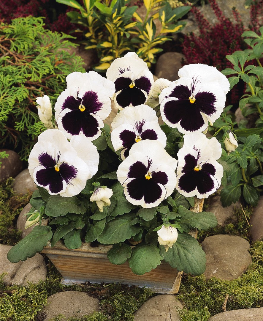 Pansy Majestic White Blotch