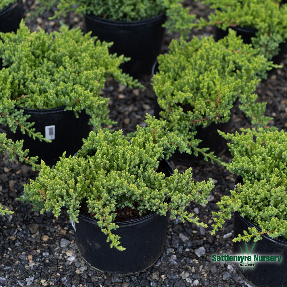 Parsoni Juniper in the landscape providing ground cover