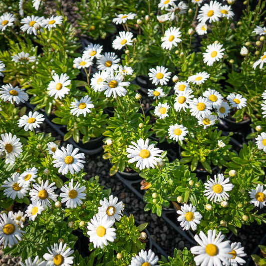 Montauk Daisy 1 Gallon