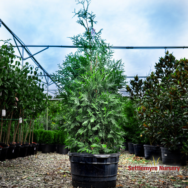 Thuja Green Giant