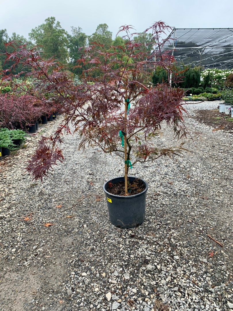 Garnet Japanese Maple