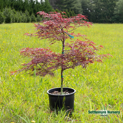 Red Dragon Japanese Maple in Pot