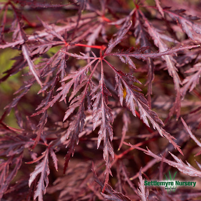 Red Dragon Japanese Maple in Pot