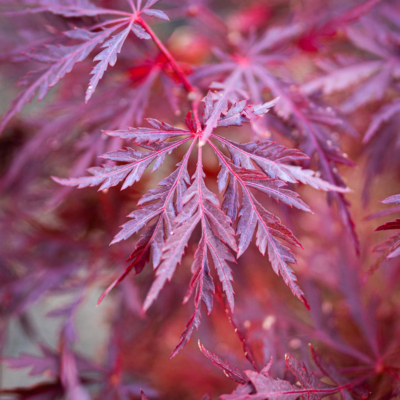 Red Dragon Japanese Maple in Pot