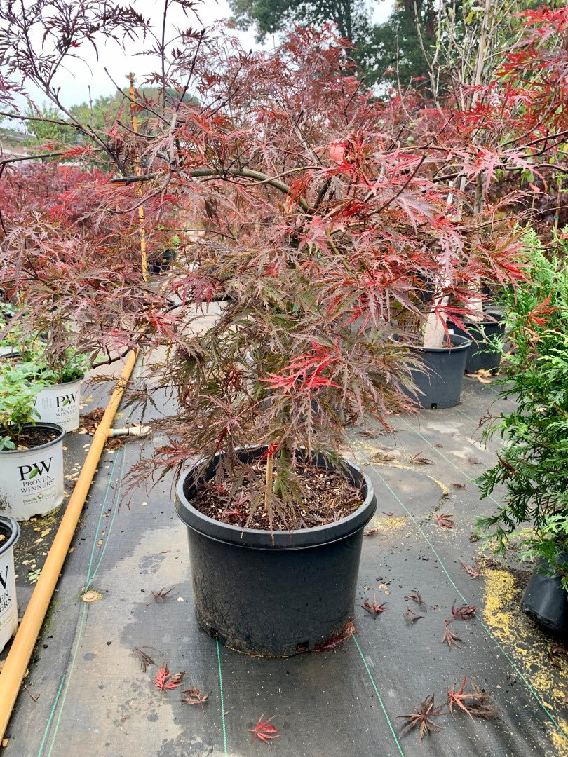 Garnet Japanese Maple